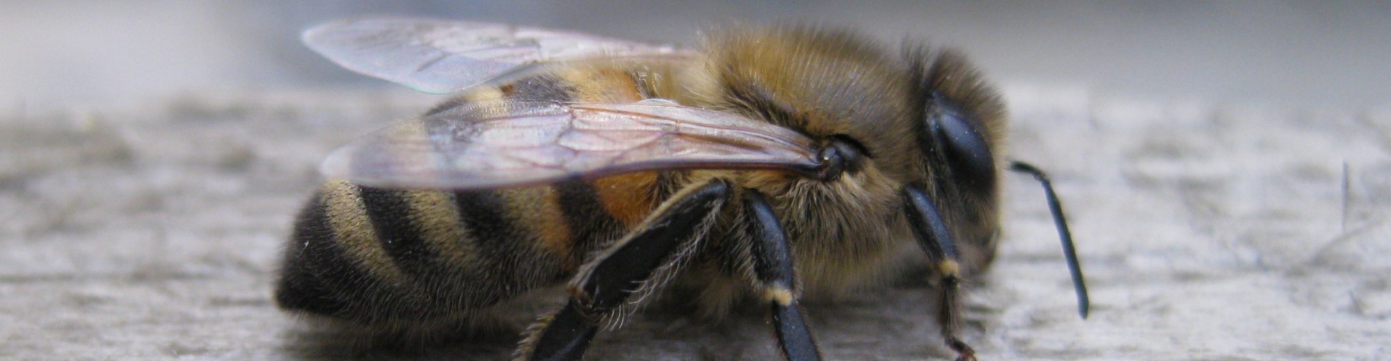 East Lancashire Beekeepers Association