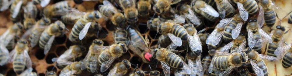 East Lancashire Beekeepers Association