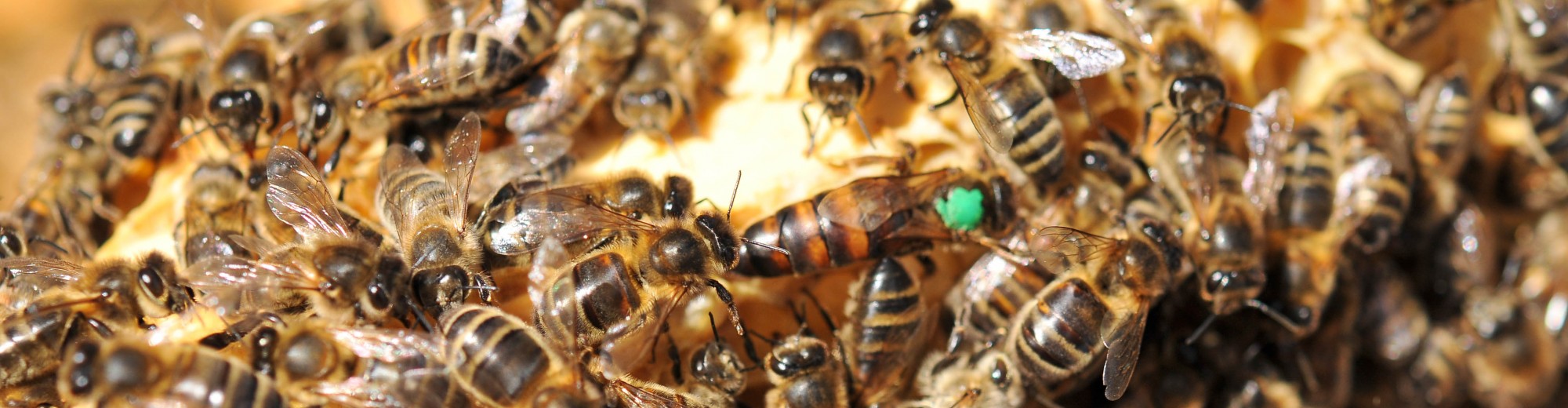 East Lancashire Beekeepers Association