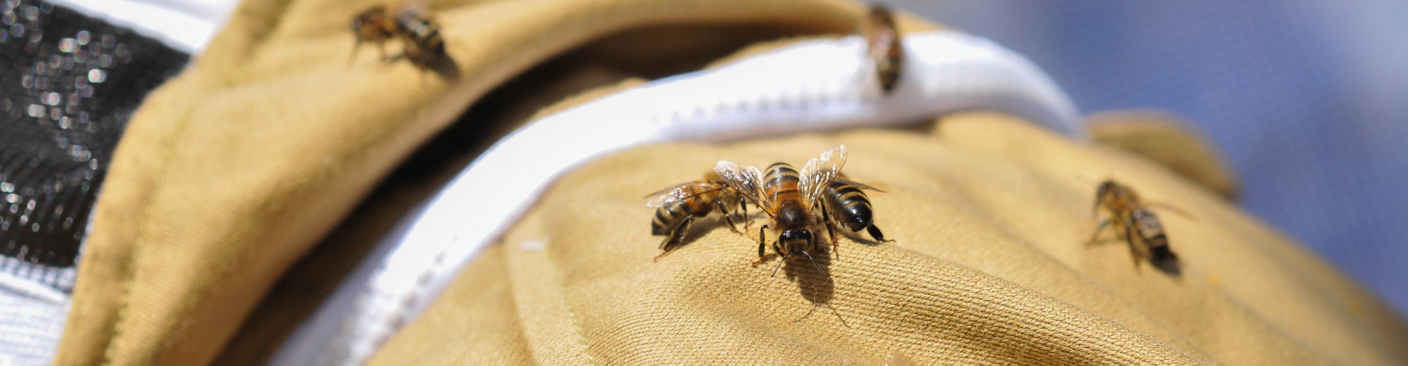 East Lancashire Beekeepers Association