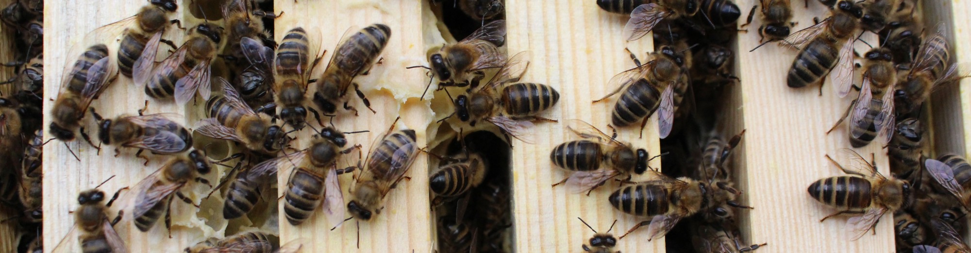 East Lancashire Beekeepers Association