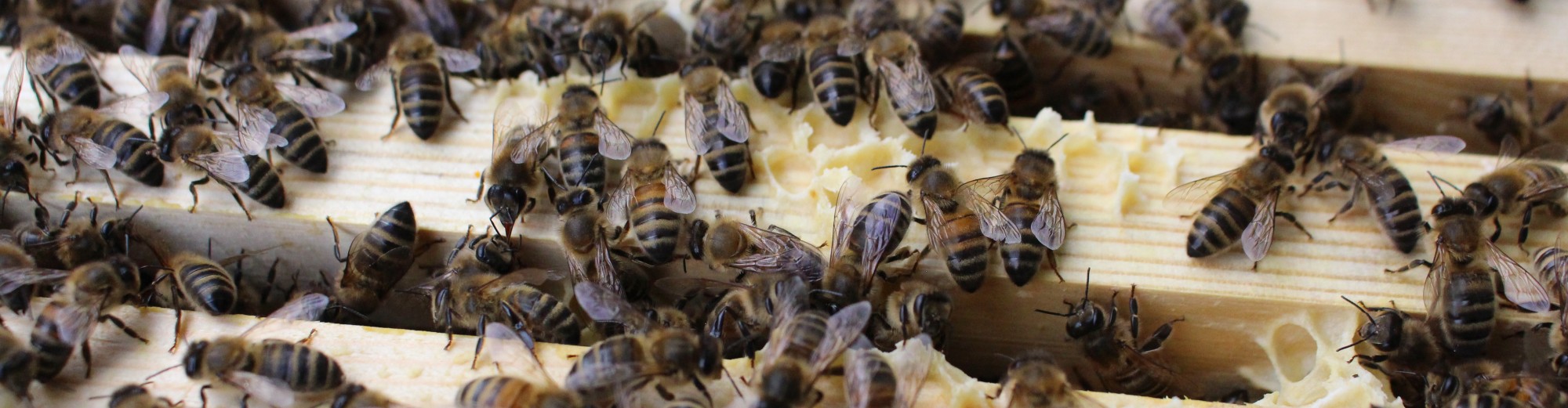 East Lancashire Beekeepers Association