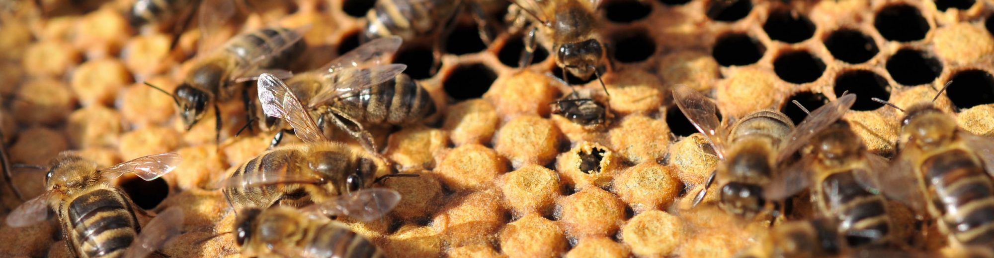 East Lancashire Beekeepers Association